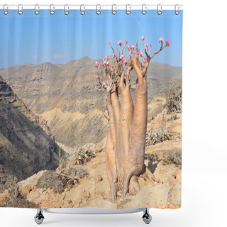 Personality  Yemen, Socotra, Bottle Trees (desert Rose - Adenium Obesum) On  Plateau Over Kalesam Gorge Shower Curtains