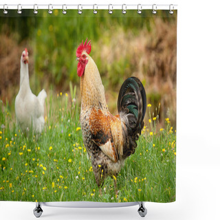 Personality  Hen And Rooster In The Garden Shower Curtains