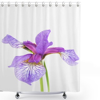 Personality  Siberian Iris Flower Close Up Shower Curtains