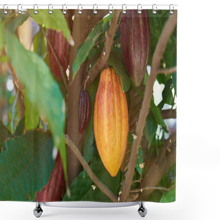 Personality  Group Of Cacao Pods Shower Curtains