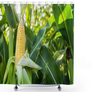 Personality  Close Up Of Food Corn On Green Field, Sunny Outdoor Background Shower Curtains