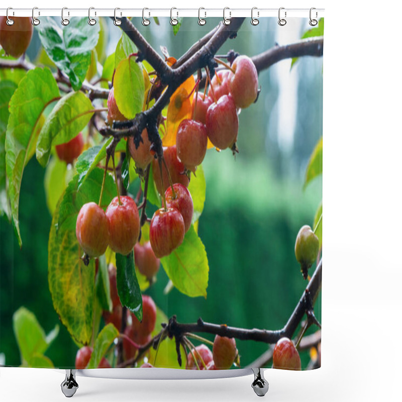 Personality  Urban Boulevards Crabapple And Wild Apple Tree. Shower Curtains
