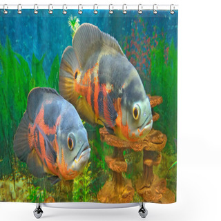 Personality  Beautiful Orange And Gray Fish In The Aquarium. Fish In The Aqua Shower Curtains
