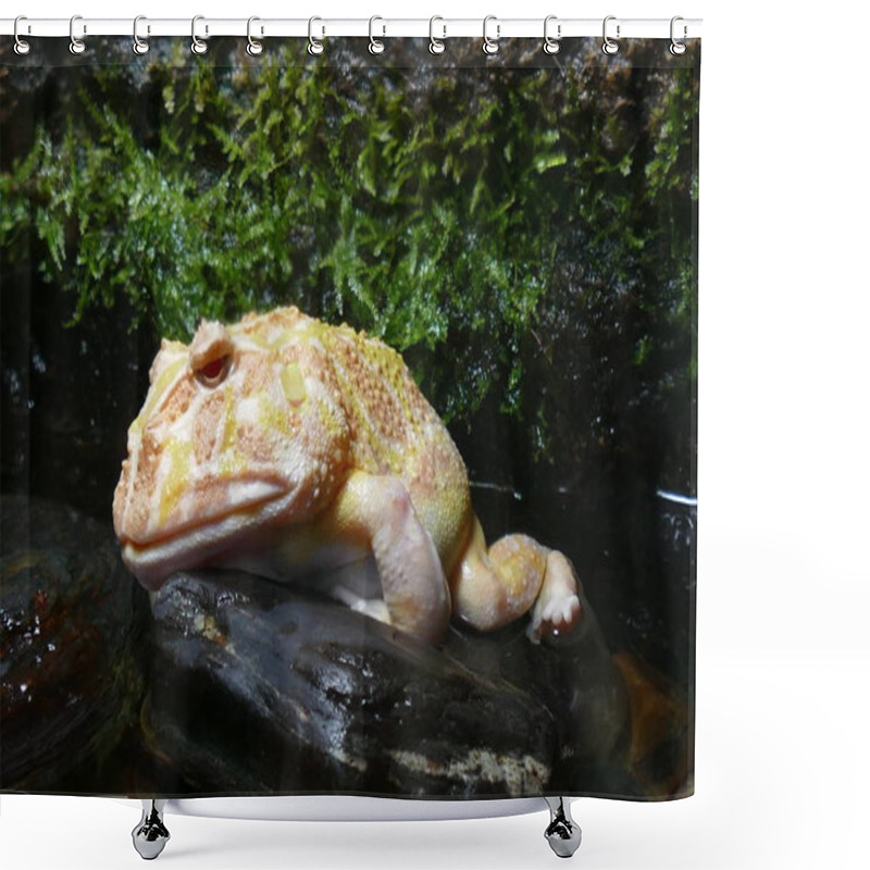 Personality  Photo Picture Of A Beautiful Frog On The Background Of A Living Delightful Nature. Shower Curtains