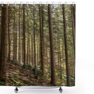 Personality  Evergreen Forest On Hill In Mountains  Shower Curtains