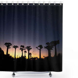Personality  A Baobab Avenue At Sunset With Many Stars In The Sky Shower Curtains