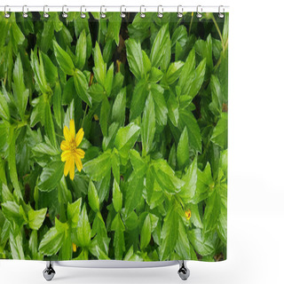 Personality  Beautiful Yellow Flower Indian Daisy Or Indian Summer Or Rudbeckia Hirta Or Black-Eyed Susan Or Bay Biscayne Creeping-oxeye Or Sphagneticola Trilobata Shower Curtains