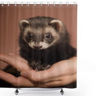 Personality  Standard Sable Ferret Indoor Posing On Brown Background For Portrait In Studio Shower Curtains