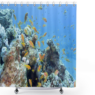Personality  Coral Reef With Shoal Of Fishes Scalefin Anthias, Underwater Shower Curtains