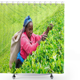 Personality  Tea Picker At Work Shower Curtains