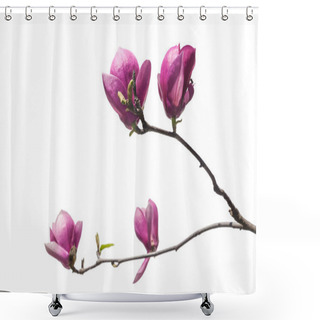 Personality  Flowering Branch Of Magnolia (Saucer Magnolia Or Magnolia Soulangeana) Is Isolated On White. Shower Curtains