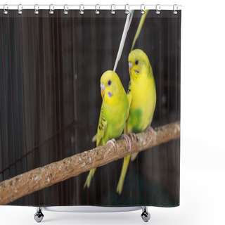 Personality  Yellow Budgie,  Budgerigar Bird Shower Curtains