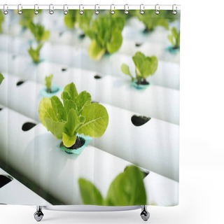 Personality  Hydroponic Vegetable Farm. Shower Curtains