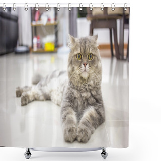 Personality  Persian Cat  Shower Curtains