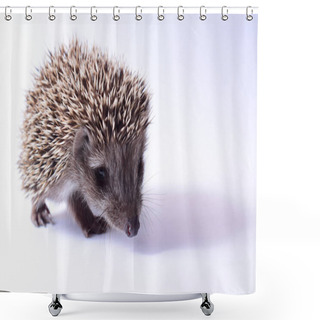 Personality  Cute Little Hedgehog On White Background. Close Up Shower Curtains