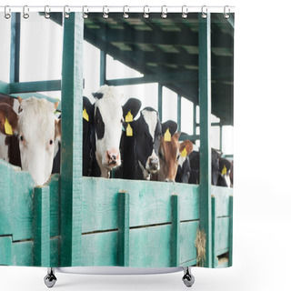 Personality  Herd Of Spotted Cows With Yellow Tags Near In Cowshed Shower Curtains
