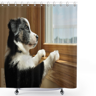 Personality  Australian Shepherd (Aussie) Puppy Watching Shower Curtains