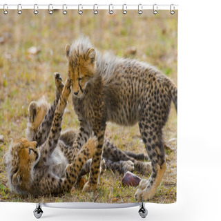 Personality  Playing Cubs Of Cheetah Shower Curtains