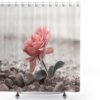 Personality  One Rosy Rose Flower At The Stony Beach Shower Curtains
