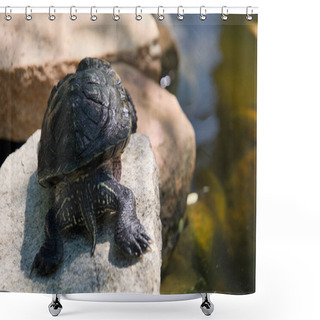Personality  A Close-up Photo Of A Turtle Perched On A Moss-covered Rock In A Park, Enjoying The Warm Sunlight Shower Curtains