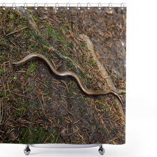 Personality  Slowworm Anguis Fragilis Photographed With Shallow Depth Of Field. Macro Photo. Shower Curtains