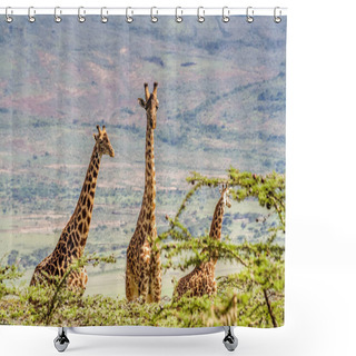 Personality  African Giraffes In The Grasslands Shower Curtains