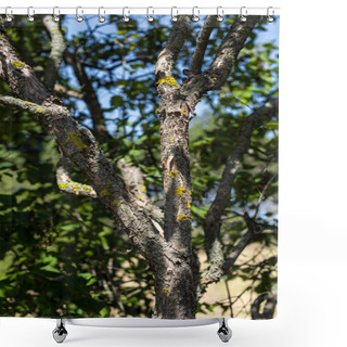 Personality  Close Up View Of Moss On Tree Trunk With Blue Sky At Background Shower Curtains
