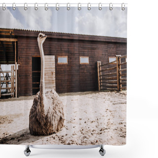 Personality  Closeup View Of Ostrich Sitting On Ground In Corral At Zoo  Shower Curtains