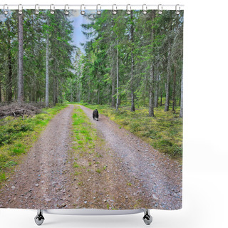 Personality  Forest Path With Trees At The Edge. Dog On A Walk. Landscape Photo From Sweden, Scandinavia Shower Curtains