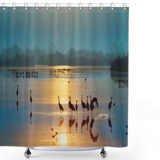 Personality  Common Crane, Grus Grus, Big Bird In The Natural Habitat. National Park Agamon Of Hula Valley In Israel Shower Curtains