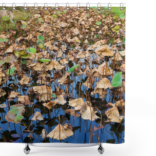 Personality  Lotus Leaves In Pond Shower Curtains