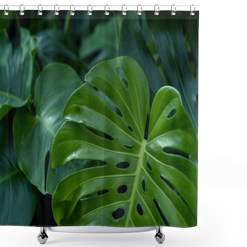 Personality  Monstera Leaf Background, Nature Background Shower Curtains