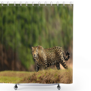 Personality  Close Up Of A Jaguar Walking On A River Bank, South Pantanal, Brazil. Shower Curtains