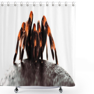 Personality  Black And Red Hairy Spider On Wet Stone Isolated On White, Panoramic Shot Shower Curtains