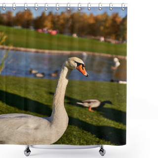Personality  White Swan In Natural Inhabitant, Flora And Fauna, Close Up, Blurred Backdrop, Pond, Lake, Wildlife Shower Curtains