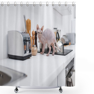 Personality  Sphynx Cat Standing Near Stove On Worktop In Kitchen  Shower Curtains