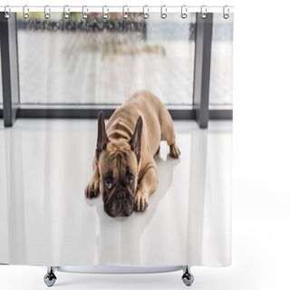 Personality  French Bulldog Lying On Floor Shower Curtains