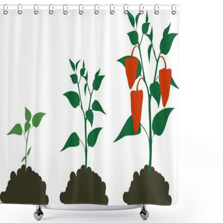 Personality  Pepper Growing Stage Shower Curtains