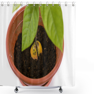 Personality  Close-up Of Young Green Plant Avocado In A Pot, Seedling, Isolated White Background.  Shower Curtains