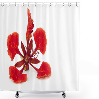 Personality  Flame Tree Flower Isolated On The White Background Shower Curtains