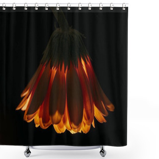 Personality  Beautiful Gerbera Flower Isolated On Black Shower Curtains