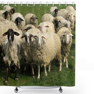 Personality  Sheep On Grassland Shower Curtains