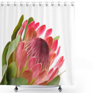 Personality  Pink Protea (sugarbush) Flower; Isolated On White Background; Shower Curtains