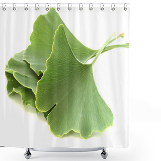 Personality  Several Green Fresh Ginkgo Biloba Leaves On White Background Shower Curtains
