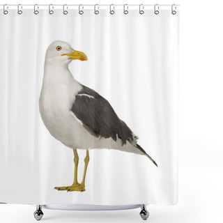 Personality  Herring Gull - Larus Argentatus (3 Years) Shower Curtains