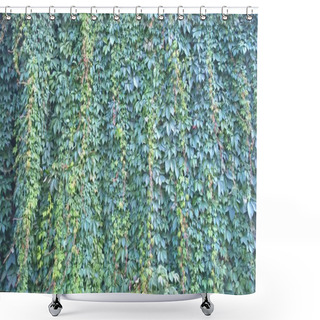 Personality  Beautiful Green Climbing Plants On The Structure.Many Small Leaves, Summer Mood, Unusual Review. Shower Curtains