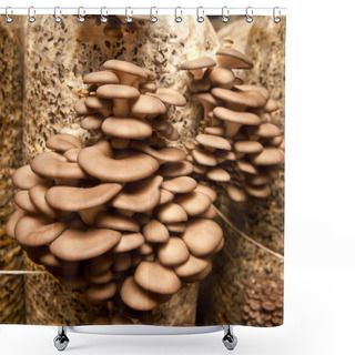 Personality  Oyster Mushrooms Closeup Shower Curtains
