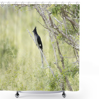 Personality  Kruger National Park: Levaillant's Cuckoo Shower Curtains
