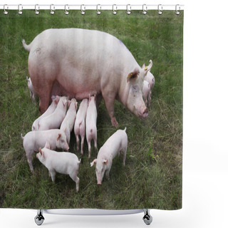 Personality  Piglets Suckling On The Farm. Little Piglets Household Shower Curtains