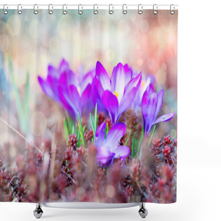 Personality  Crocus Spring Flowers Shower Curtains